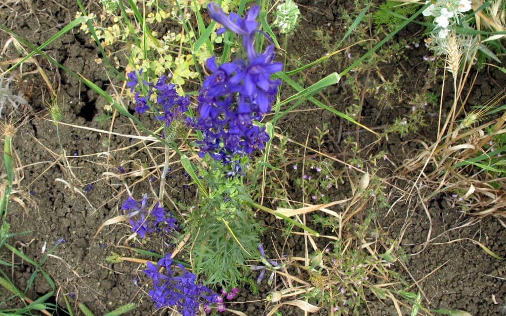 Imagen de Delphinium cossonianum Batt.