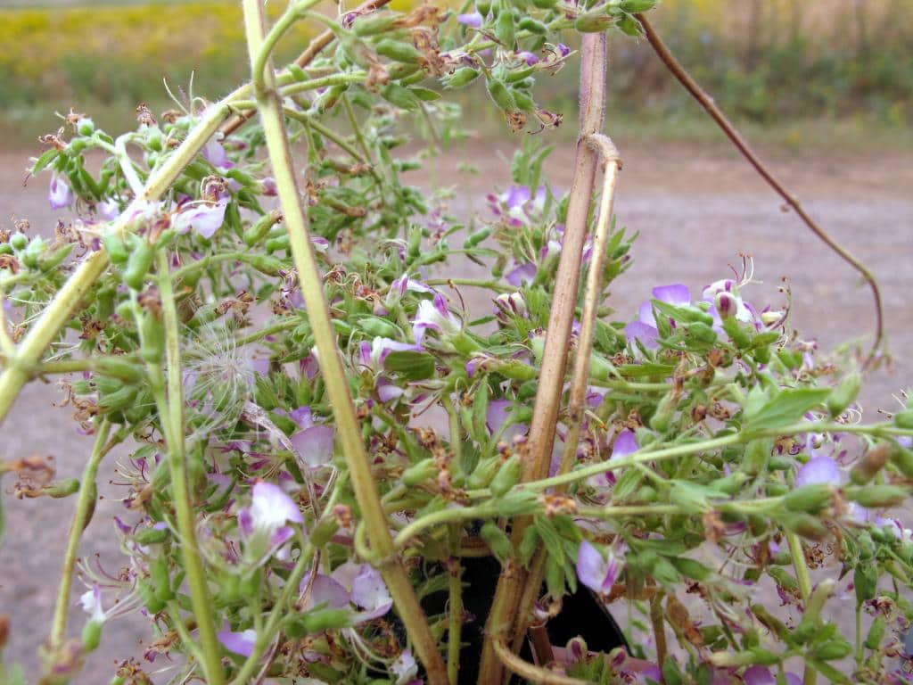 Imagen de Teucrium resupinatum Desf.