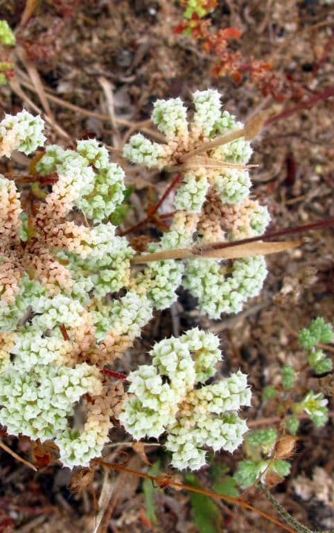 Imagen de Chaetonychia cymosa (L.) Sweet