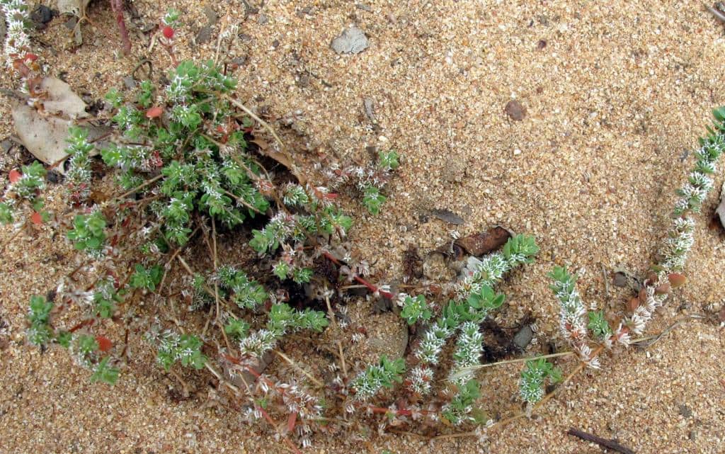 Imagen de Illecebrum verticillatum L.