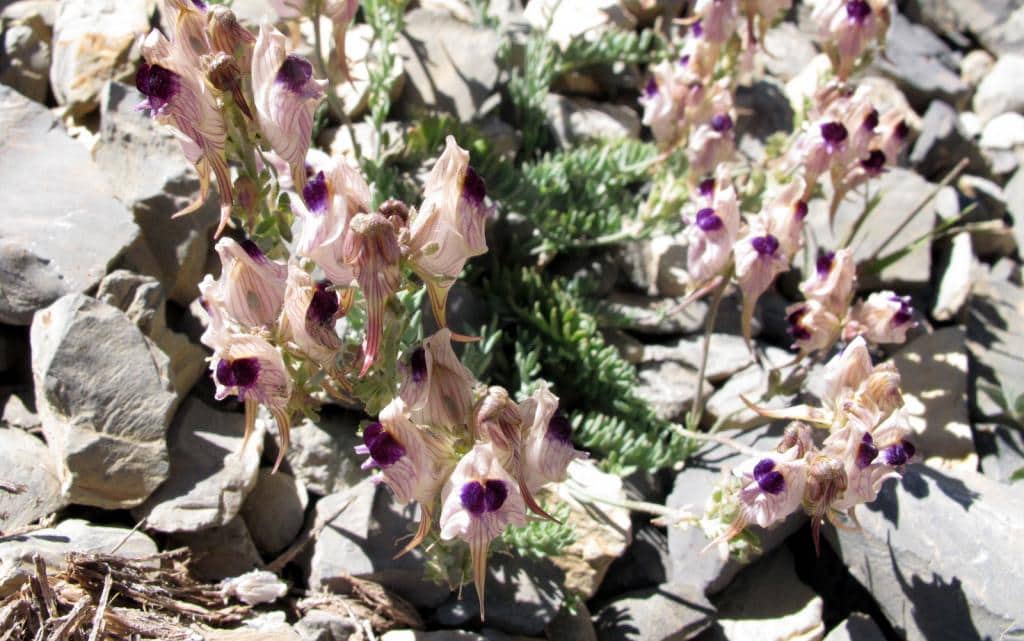 Imagen de Linaria aeruginea (Gouan) Cav.