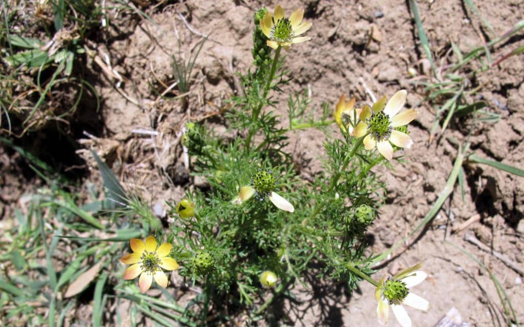 Imagen de Adonis aestivalis L. subsp. squarrosa (Steven) Nyman