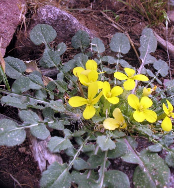 Imagen de Raffenaldia primuloides Godron