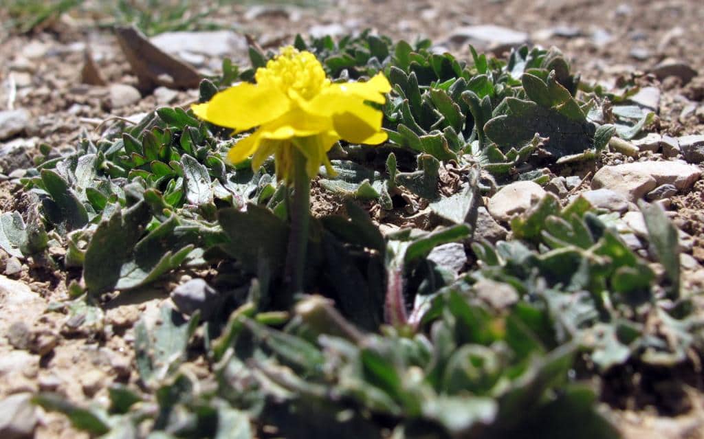 Imagen de Ranunculus (bulbosus)