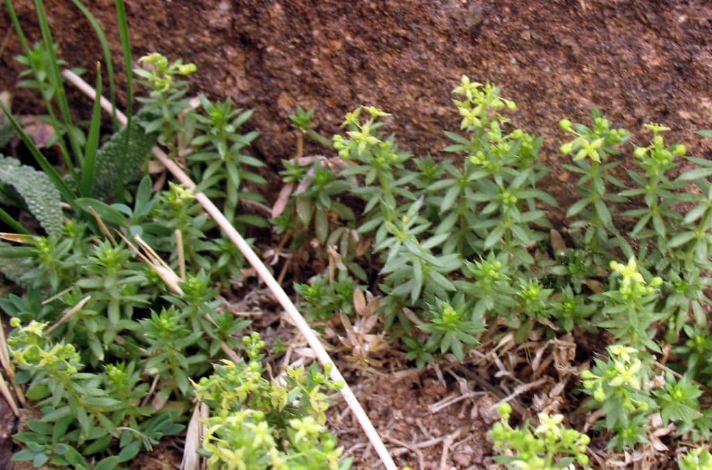 Imagen de Galium maroccanum Ball