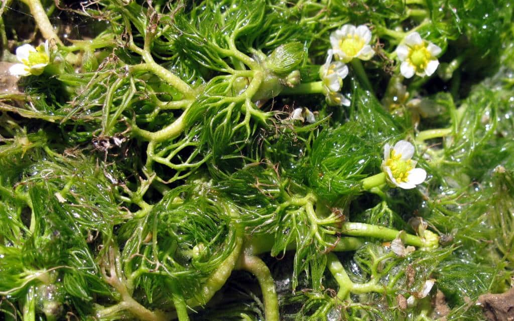 Imagen de Ranunculus trichophyllus Caix