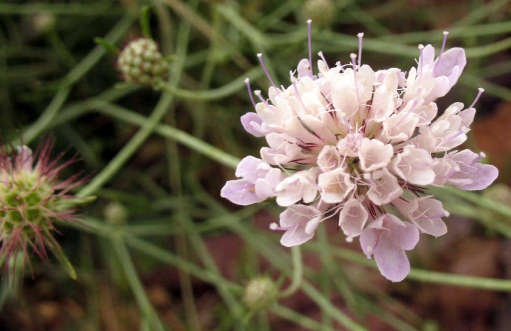 Imagen de Scabiosa parielii Maire