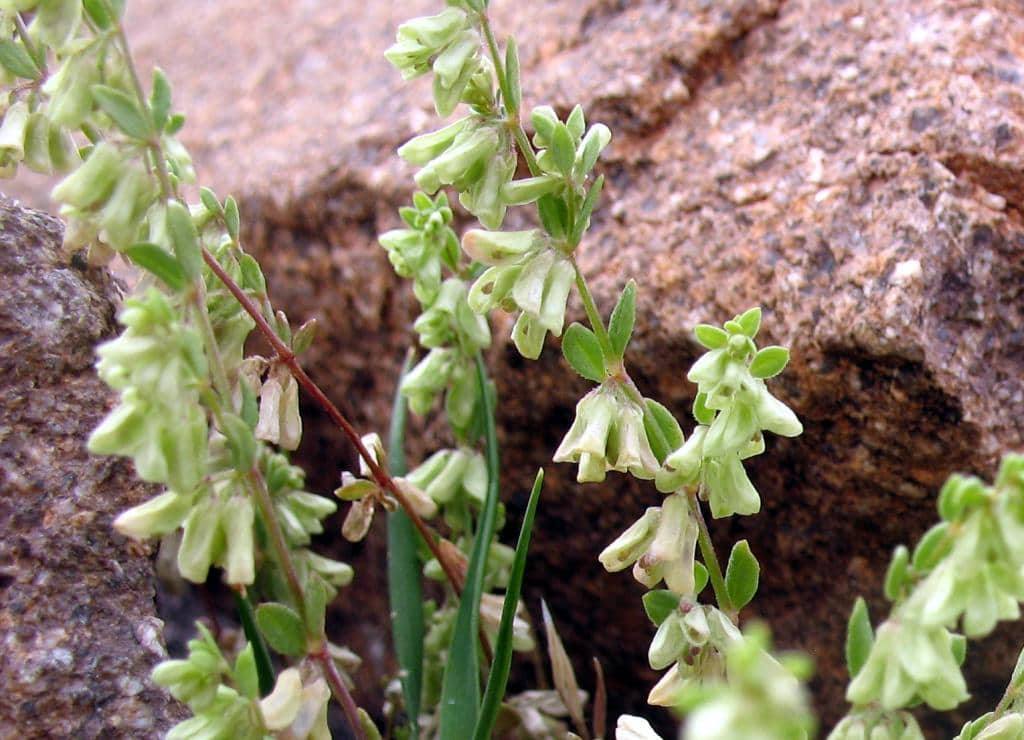Imagen de Callipeltis cucularis (L.) Steven