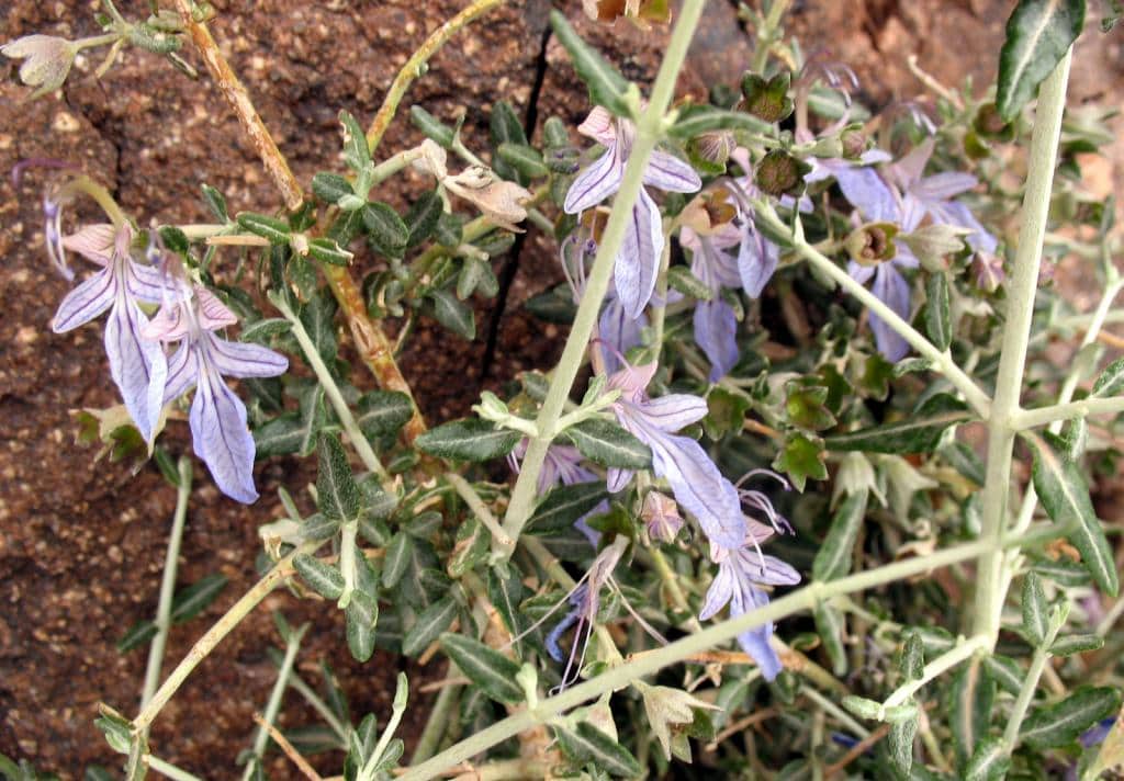 Imagen de Teucrium malenconianum Maire