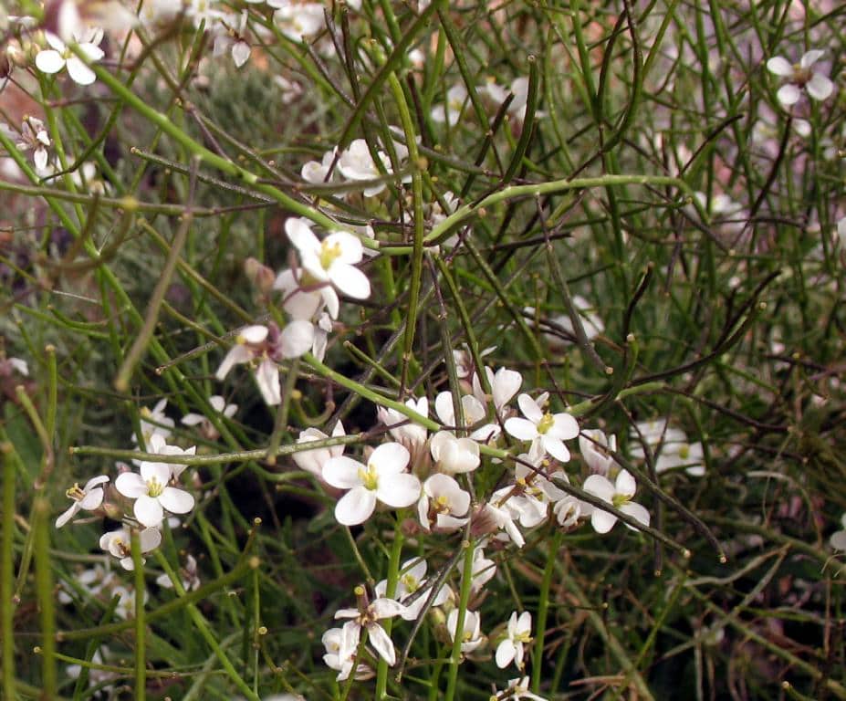 Imagen de Diplotaxis