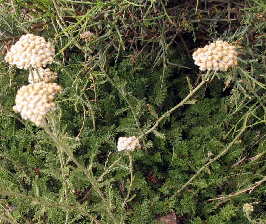Imagen de Achillea (odorata)