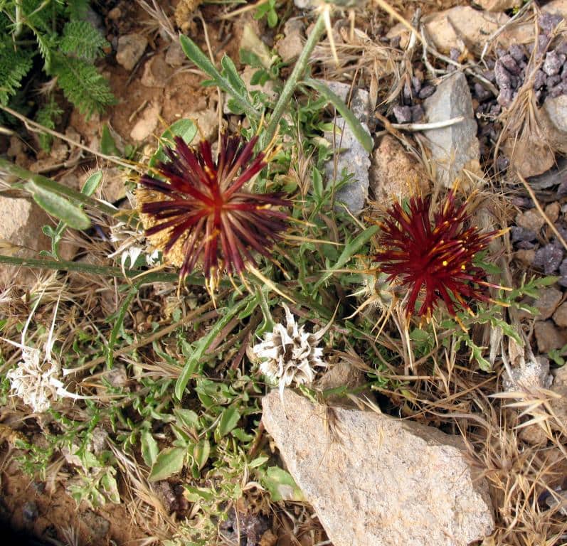 Imagen de Centaurea pubescens Willd.