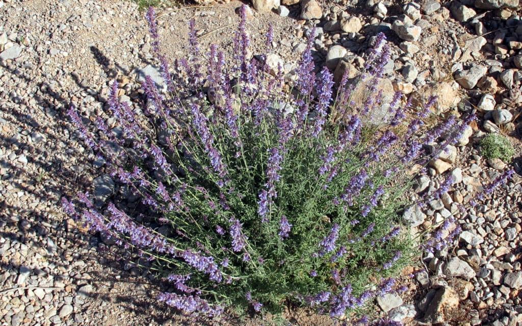 Imagen de Nepeta amethystina Poiret