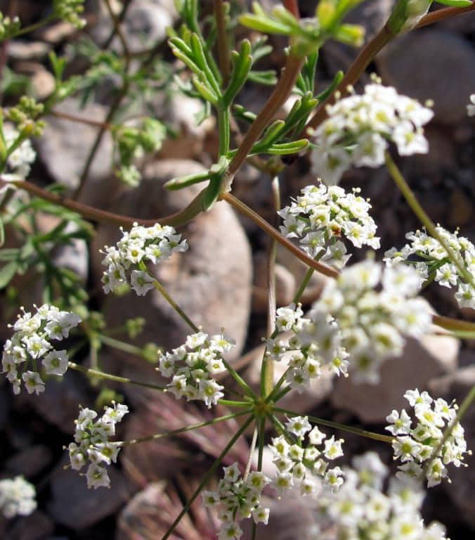 Imagen de Galium verticillatum L.