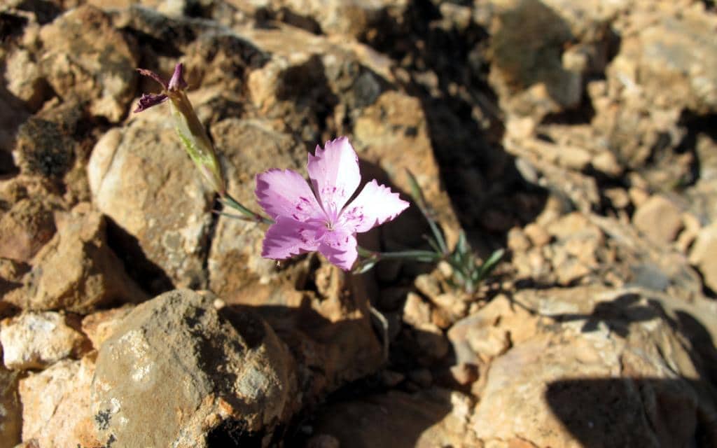 Imagen de Dianthus cintranus Boiss & Reut.