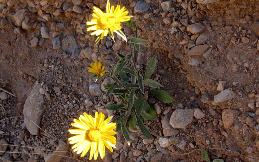 Imagen de Inula montana L.