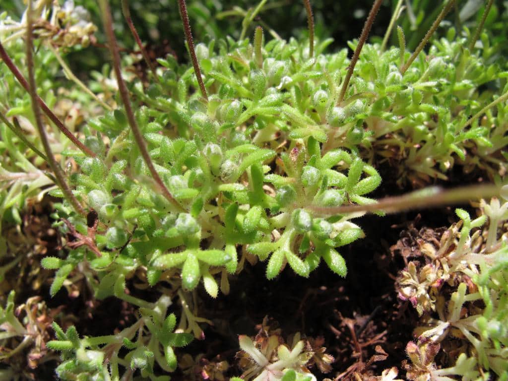 Imagen de Saxifraga globulifera Desf.