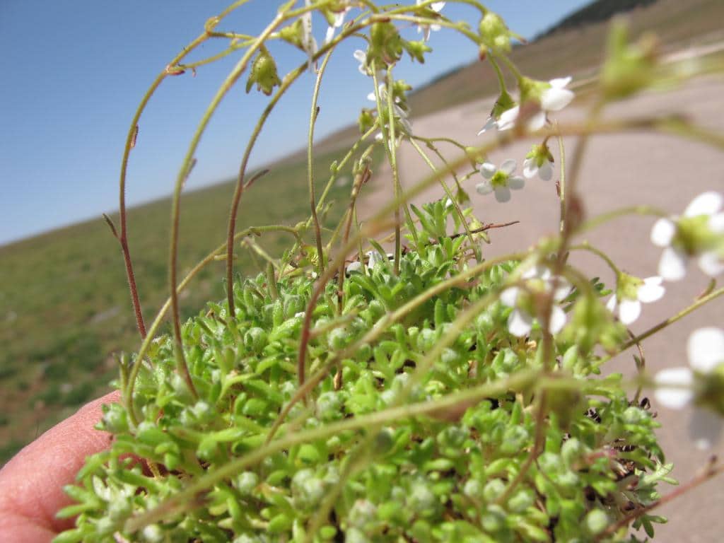 Imagen de Saxifraga globulifera Desf.