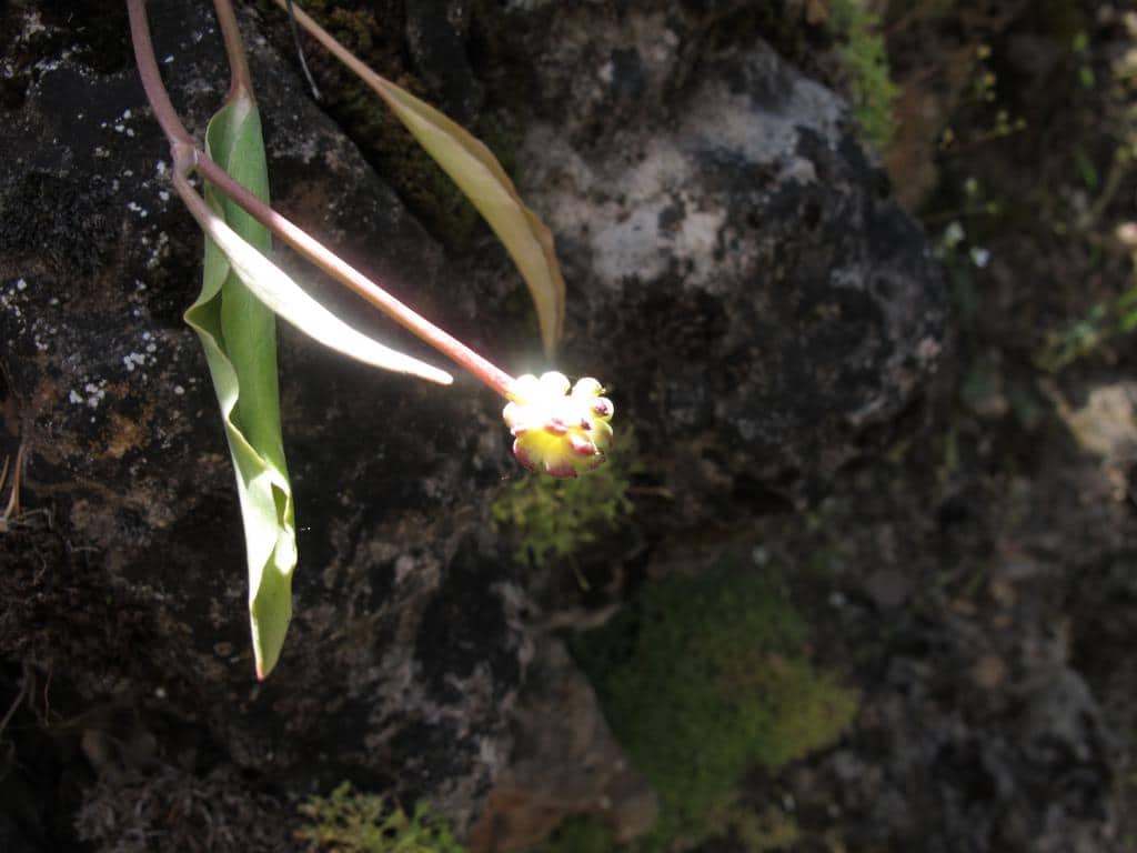 Imagen de Ranunculus graminiforme