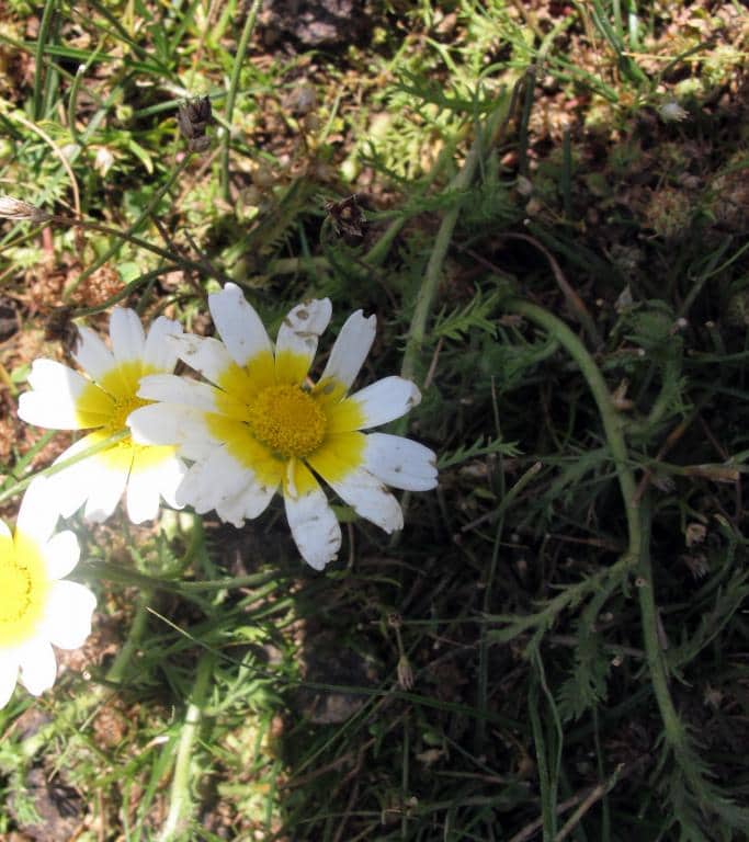 Imagen de Chamaemelum