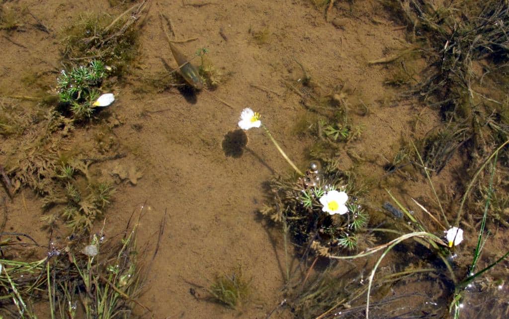 Imagen de Ranunculus (tricophyllus Caix)