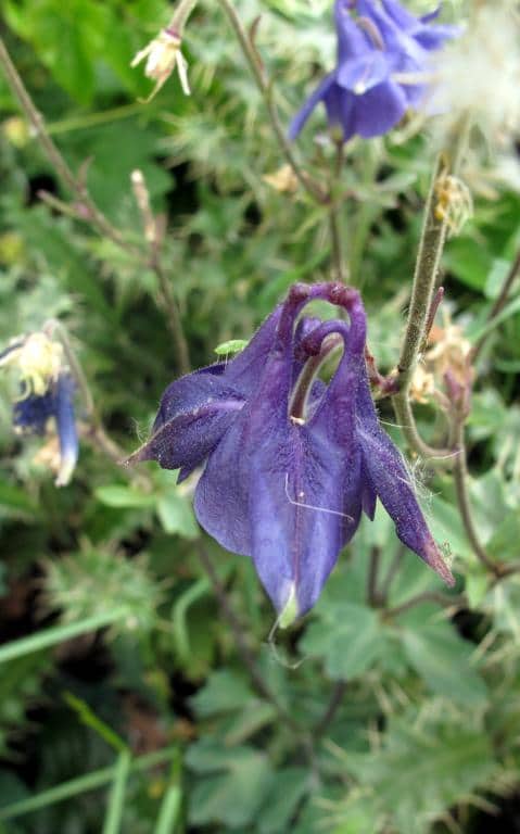 Imagen de Aquilegia vulgaris L. subsp. cossoniana (Maire & Sennen) Dobignard & Jordan