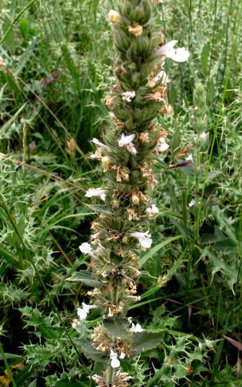 Imagen de Nepeta granatensis Boiss.