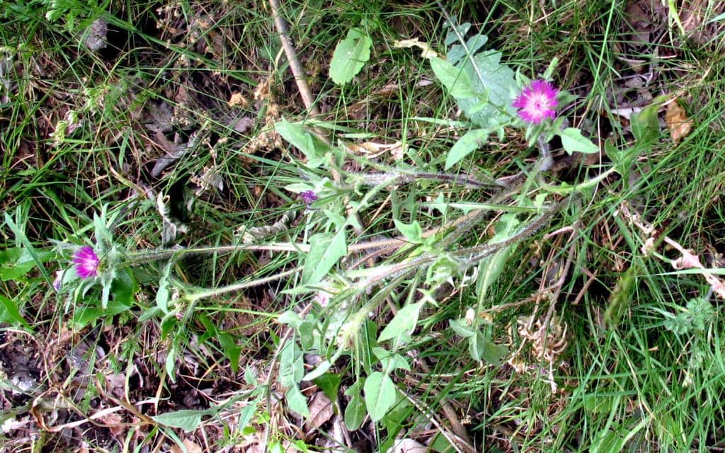 Imagen de Centaurea (pullata)