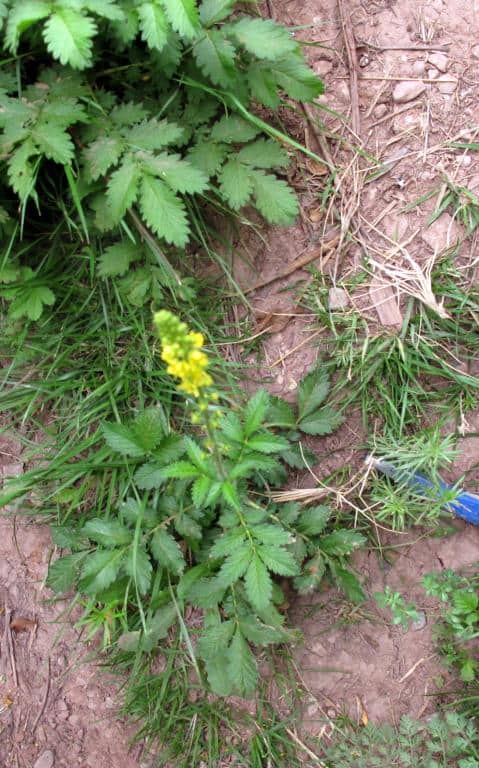 Imagen de Agrimonia eupatoria L.