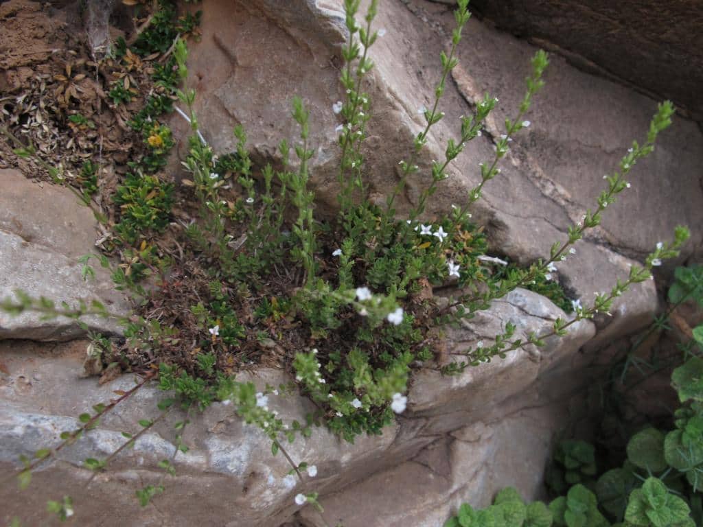 Imagen de Micromeria hochreutineri (Briq.) Maire