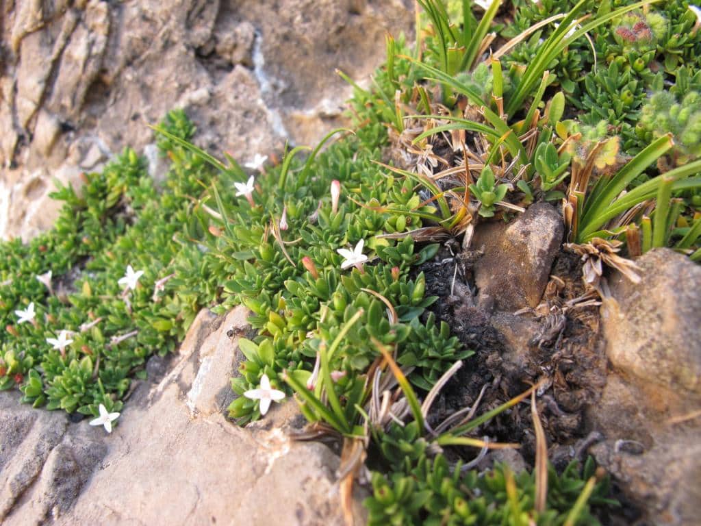 Imagen de Galium linoro