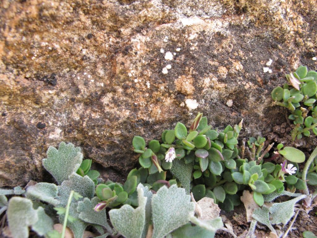 Imagen de Polygala (rupestris)