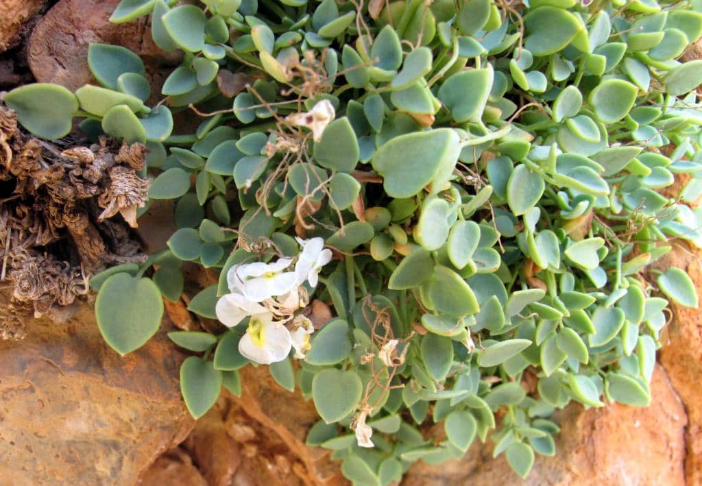 Imagen de Sarcocapnos crassifolia (Desf.) DC subsp. atlantis (Emberger&Maire) Liden