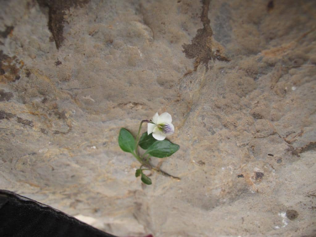 Imagen de Viola saxifraga