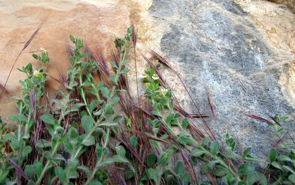 Imagen de Chaenorhinum villosum (L.) Lange subsp. granatense (Willk.) Valdés