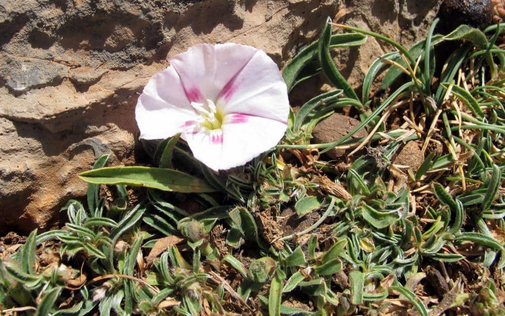 Imagen de Convolvulus