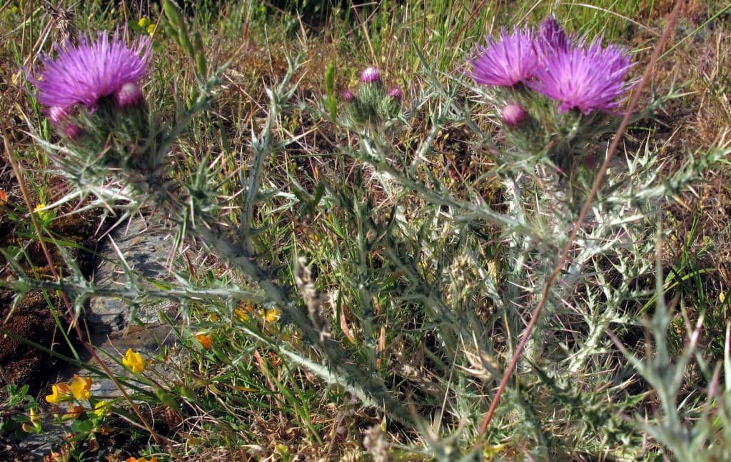 Imagen de Carduus carprtanus Boiss. & Reuter