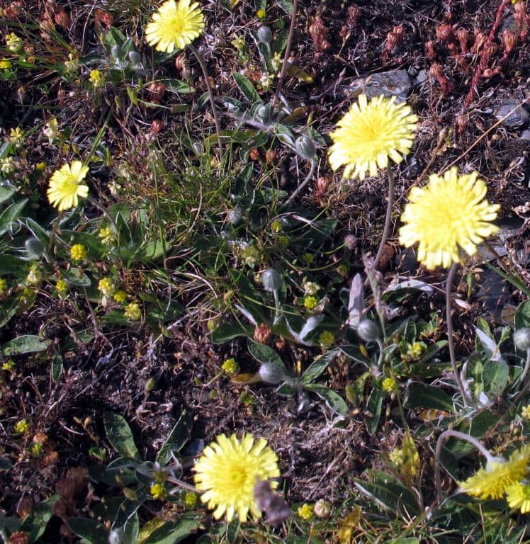 Imagen de Pilosella (officinalis)