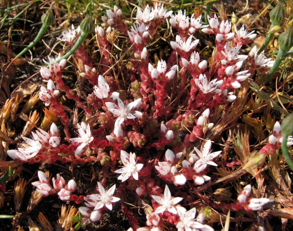 Imagen de Sedum brevifolium DC