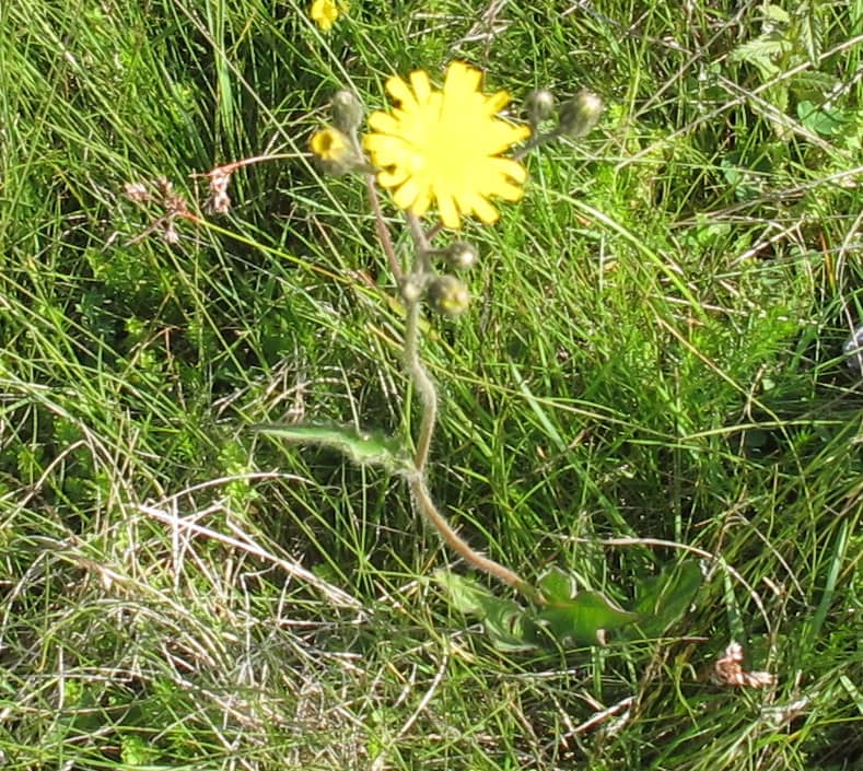 Imagen de Hieracium