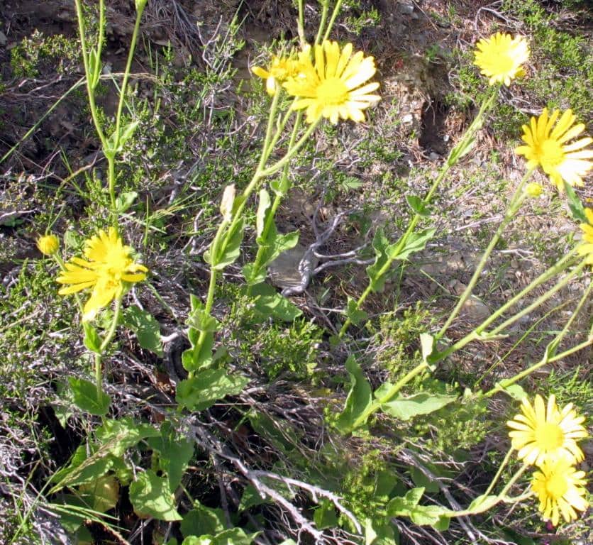 Imagen de Doronicum carpetanum Willk. in Willk. & Lange