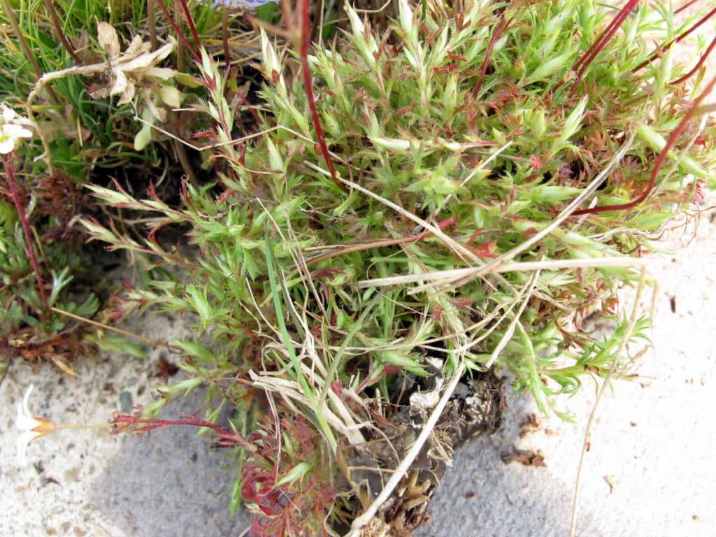 Imagen de Saxifraga fragosoi Sennen