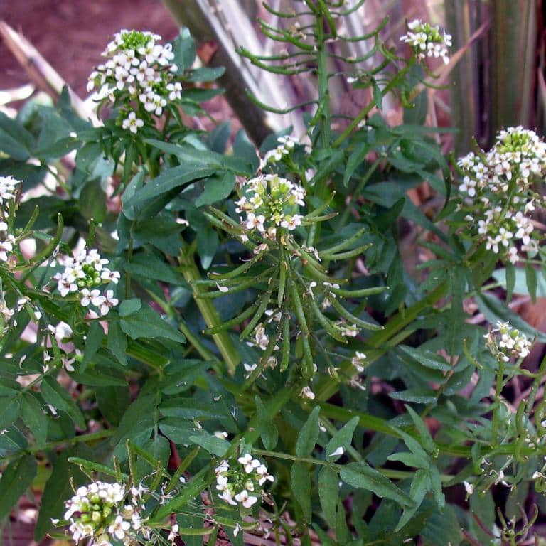 Imagen de Rorippa nasturtium-acuaticum (L.) Hayek