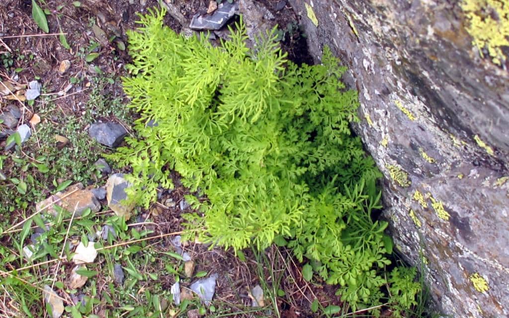 Imagen de Cryptogramma crispa (L.) R. Br. ex Hooker