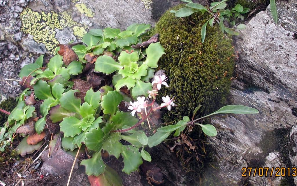 Imagen de Saxifraga spathularis Brot.