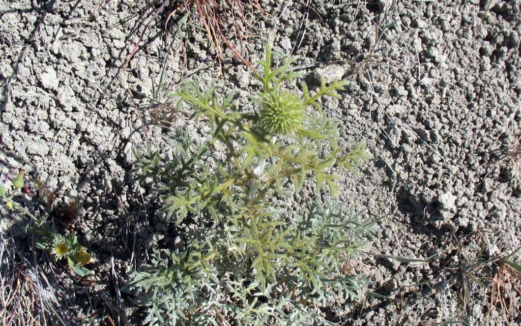 Imagen de Echinops strigosus L.
