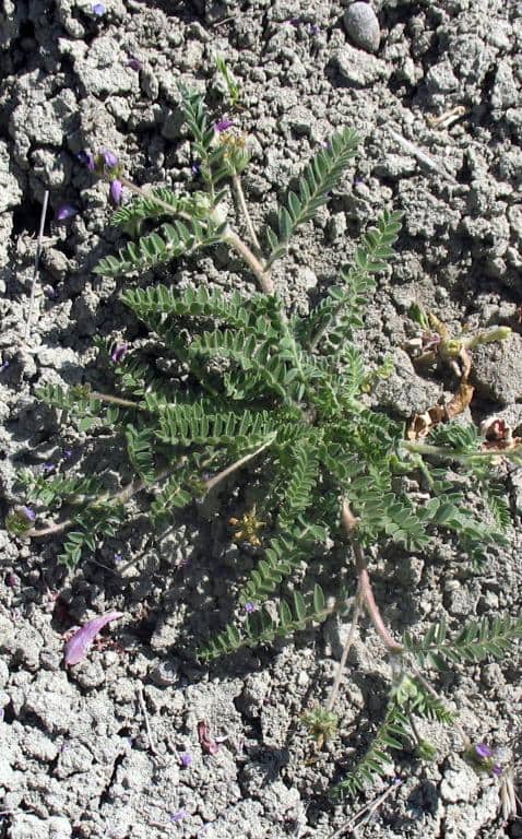 Imagen de Astragalus castroviejoi Talavera & Sánchez Gómez