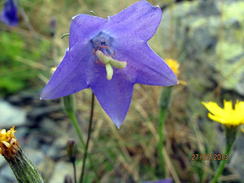 Imagen de Campanula herminii Hoffmans & Links