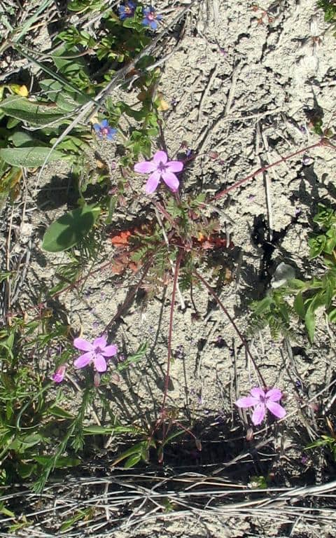 Imagen de Erodium primulaceum Welw ex Lange