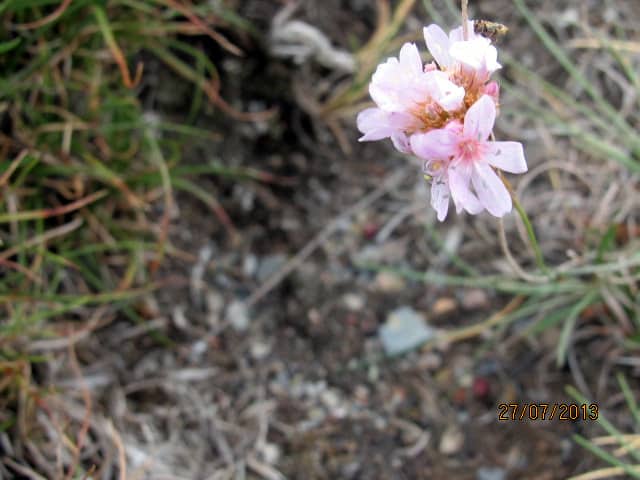 Imagen de Armeria (ciliata (Lange) Nieto Fel.)